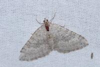 Scotopteryx bipunctaria