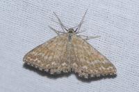 Scopula immorata