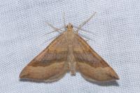 Scotopteryx chenopodiata