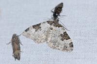 Xanthorhoe fluctuata