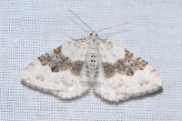 Xanthorhoe montanata