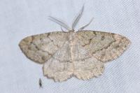 Yezognophos serotinaria serotinoides