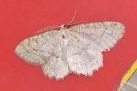 Yezognophos serotinaria serotinoides