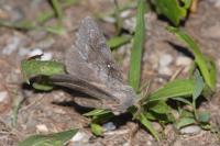 Dendrolimus pini pini