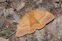 Lasiocampa quercus quercus