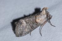 Abrostola asclepiadis