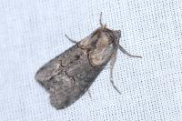 Abrostola asclepiadis