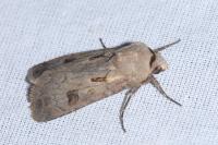 Agrotis exclamationis exclamationis