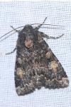 Apamea rubrirena