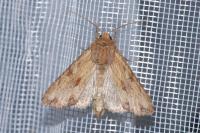 Apamea sublustris