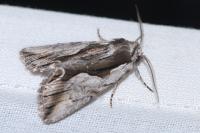 Calliergis ramosa