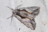Calliergis ramosa