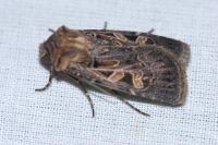 Chersotis oreina