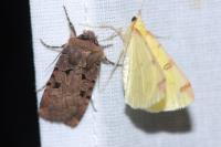 Chersotis rectangula