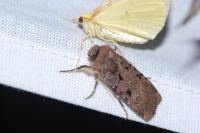Chersotis rectangula