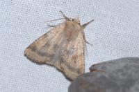 Diarsia mendica
