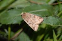 Diarsia mendica