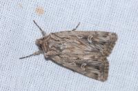Dichagyris celsicola