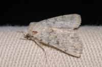 Dichagyris renigera renigera