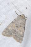 Dichagyris renigera renigera