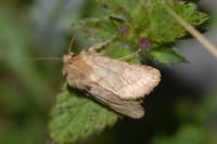 Eriopygodes imbecilla