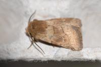 Eriopygodes imbecilla