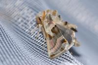 Euchalcia variabilis