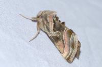 Euchalcia variabilis