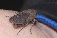 Euxoa nigricans