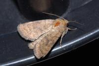 Hoplodrina octogenaria