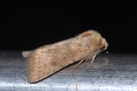 Hoplodrina octogenaria