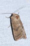 Hoplodrina octogenaria