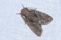 Lacanobia thalassina