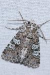 Lamprosticta culta