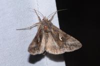 Autographa gamma