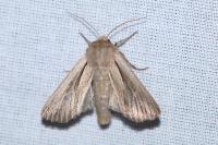 Leucania comma