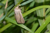 Leucania comma