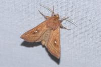 Mythimna conigera