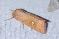 Mythimna conigera