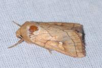 Mythimna conigera