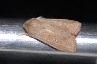 Mythimna ferrago
