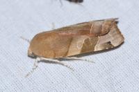 Noctua fimbriata