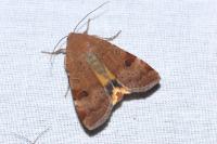 Noctua interposita