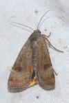 Noctua interposita