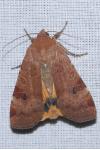 Noctua interposita