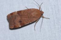 Noctua interposita