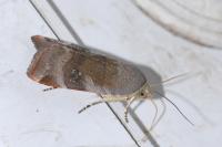 Noctua janthina