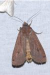 Noctua pronuba