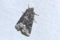 Oligia strigilis