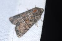 Oligia versicolor